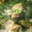 GRooT