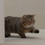 catwalk