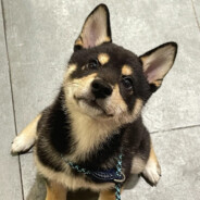 我是apex萌新 你可以叫我派蒙