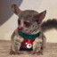 FAQING monkey