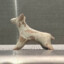 Dog on new PC