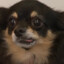 Dog's avatar