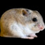 Hamster