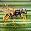 Vespula Germanica