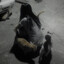 dark
