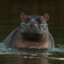 HappyHippo