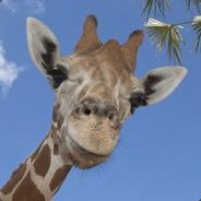 甘霖娘我是长颈鹿