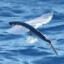 the flying fish :l