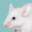 Rat_Tori
