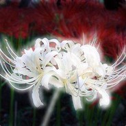 彼岸花开，生死两然