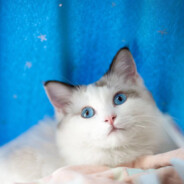 我能加入天际俯冲