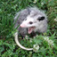 Possum