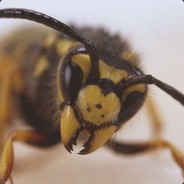 Starwasp - steam id 76561197971759352