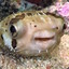 A Happy Pufferfish