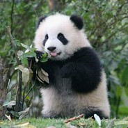 French Panda