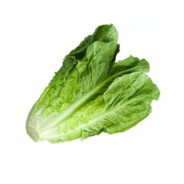 Lettuce Boy