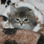 добряк с котами