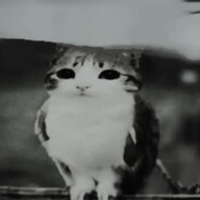Meowl