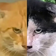 主人我现在是乖猫了吗