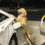 Dog gettin gas