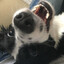 dumb dog