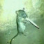 Rato