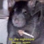 RatKing