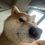 Shiba Jai