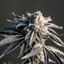 Fecannabis