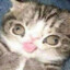 Disabled cat