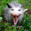 Opponent Opossum