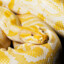 PYTHON PROBLEMATIC