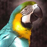 I am Parrot (M*K)