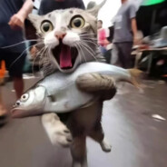 我是那个大冤种