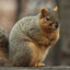 Chubby Squirrel