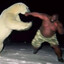 Man Punching a Bear