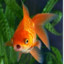 Fischfutter