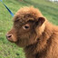Little Buffalo