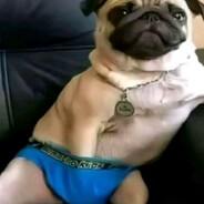 Thug Pug Itchin His Rug