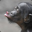 Bonobo Nikx
