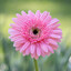 pollinating-pal091