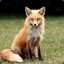 Foxy