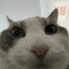 Coolcat 2494