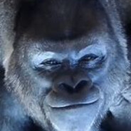 Gorilla