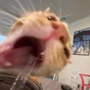 yigitcna