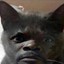 transnigga