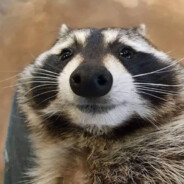 Waccoon