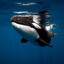 Orcinus orca