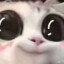 Dragon is my Catboy