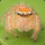 Salticidae-d